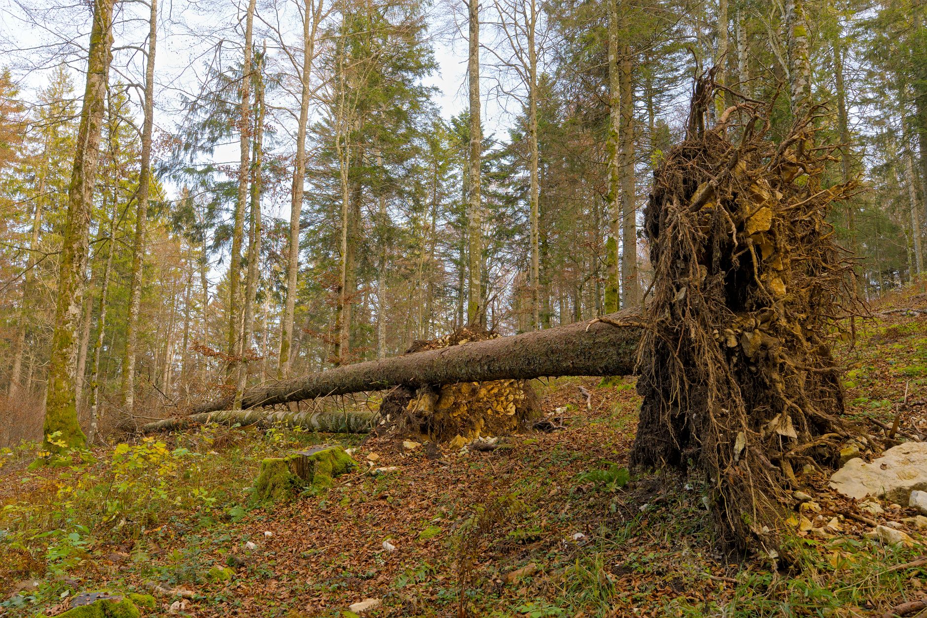 Enlèvement arbre urgence équipe à Tournefeuille